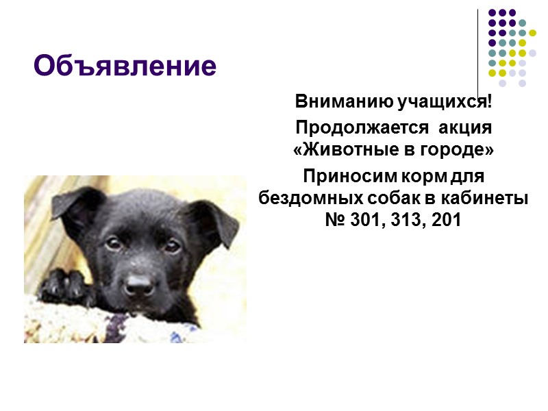 Объявление Вниманию учащихся! Продолжается акция «Животные в городе» Приносим корм для бездомных собак Объявление Вниманию учащихся! Продолжается акция «Животные в городе» Приносим корм для бездомных собак